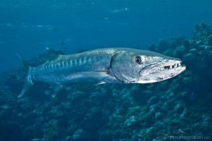 barracuda