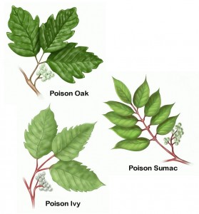 Poison_Oak_Ivy_Sumac