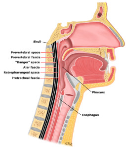 deep neck pic