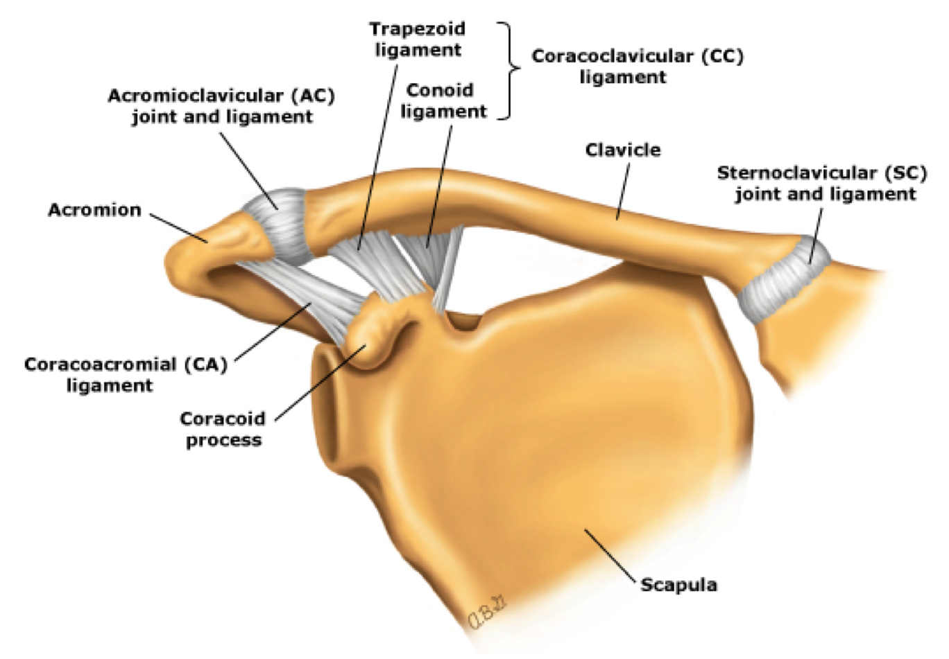 Clavicle Fracture - County EM