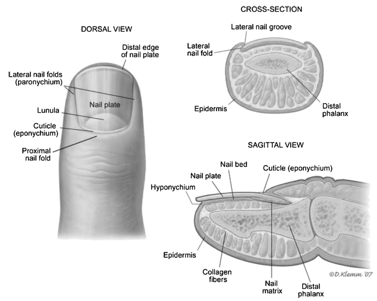 Nail Bed Laceration And Repair In The Emergency Department - County EM