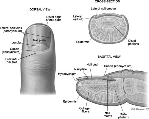 anatomy - County EM